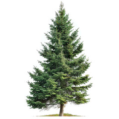 Obraz premium Fresh Evergreen Fir Tree