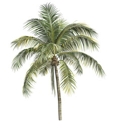 Vibrant Palm Leaf Isolated on White Background