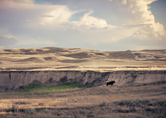 Solitary buffalo at bottom of bluff on open range in South Dakota.