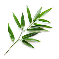 Obraz premium Majestic Bamboo Leaf Isolated on White Background
