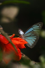 beautiful common wanderer or malayan wanderer butterfly (pareronia valeria), sucking nectar and...