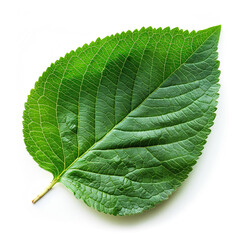 Obraz premium Majestic Hydrangea Leaf Isolated on White Background