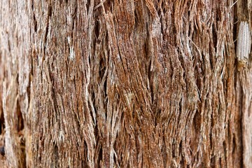 Bark Texture Close Up. Red Stringy Bark Young Tree.