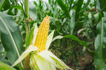 stalk of corn with a yellow corn kernel on top © lovelyday12