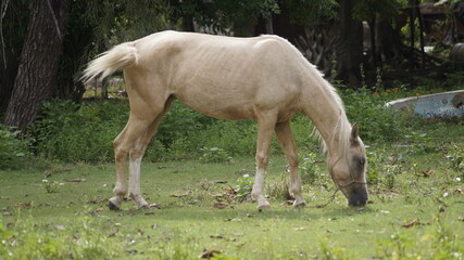 Fototapeta premium Caballo Pastando