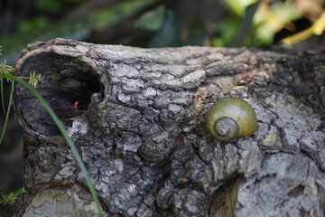 Caracol en Chiapas