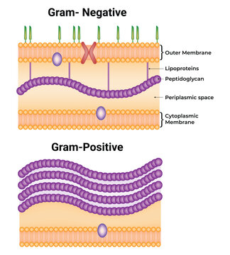 Gram Negative and Gram Positive Science Design Vector Illustration Diagram
