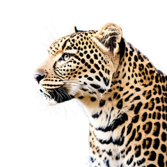 Fototapeta premium Full leopard isolated on transparent PNG background.