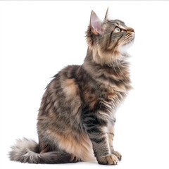 Obraz premium American Bobtail cat isolated on white background