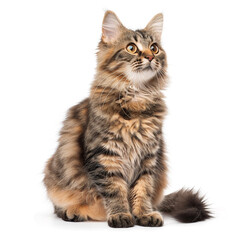 Obraz premium 302 American Bobtail cat isolated on white background