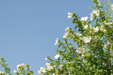 White Hibiscus Flowers Against Clear Blue Sky in Sunny Summer Day