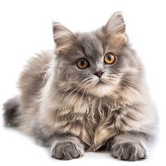 British Longhair Cat