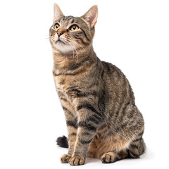 Obraz premium Confident Cymric Cat Isolated on White Background