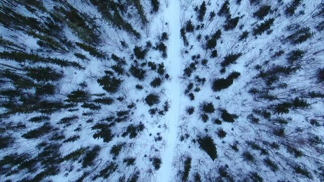 Aerial Top Forward Natural Pattern Of Trees In Forest On Snow Covered Landscape - Calico Bluff, Alaska