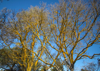 Trunks and branches of tall trees, overgrown with bright yellow moss against blue sky, unusual background