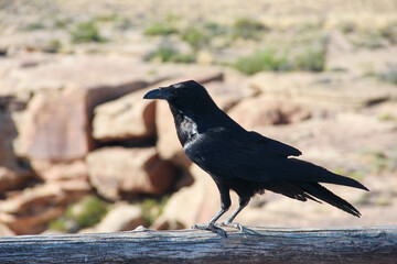Raven on the ground