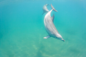 ドルフィンスイムで可愛いミナミハンドウイルカの群れが出迎えてくれた。白い子イルカもいる。
日本国石川県七尾市能登島 - 2017年5月5日。
北陸地方の石川県、能登半島の先端にある能登島（北緯37度07分、東経136度59分）は、ミナミハンドウイルカの地球上の北限の生息地として知られている。
Indian Ocean Bottlenose Dolphin (Tursiops aduncus)