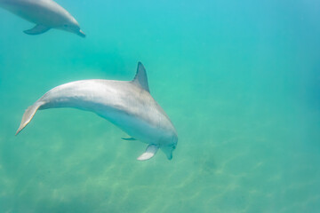 Obraz premium ドルフィンスイムで可愛いミナミハンドウイルカの群れが出迎えてくれた。白い子イルカもいる。 日本国石川県七尾市能登島 - 2017年5月5日。 北陸地方の石川県、能登半島の先端にある能登島（北緯37度07分、東経136度59分）は、ミナミハンドウイルカの地球上の北限の生息地として知られている。 Indian Ocean Bottlenose Dolphin (Tursiops aduncus)