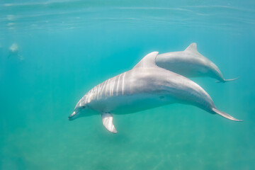 Fototapeta premium ドルフィンスイムで可愛いミナミハンドウイルカの群れが出迎えてくれた。白い子イルカもいる。 日本国石川県七尾市能登島 - 2017年5月5日。 北陸地方の石川県、能登半島の先端にある能登島（北緯37度07分、東経136度59分）は、ミナミハンドウイルカの地球上の北限の生息地として知られている。 Indian Ocean Bottlenose Dolphin (Tursiops aduncus)