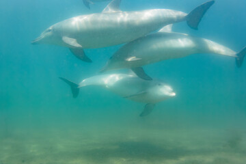 Fototapeta premium ドルフィンスイムで可愛いミナミハンドウイルカの群れが出迎えてくれた。白い子イルカもいる。 日本国石川県七尾市能登島 - 2017年5月5日。 北陸地方の石川県、能登半島の先端にある能登島（北緯37度07分、東経136度59分）は、ミナミハンドウイルカの地球上の北限の生息地として知られている。 Indian Ocean Bottlenose Dolphin (Tursiops aduncus) 