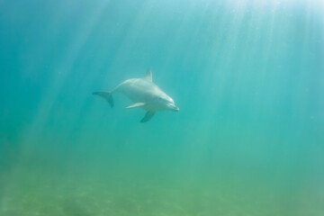 ドルフィンスイムで可愛いミナミハンドウイルカの群れが出迎えてくれた。白い子イルカもいる。
日本国石川県七尾市能登島 - 2017年5月5日。
北陸地方の石川県、能登半島の先端にある能登島（北緯37度07分、東経136度59分）は、ミナミハンドウイルカの地球上の北限の生息地として知られている。
Indian Ocean Bottlenose Dolphin (Tursiops aduncus)
