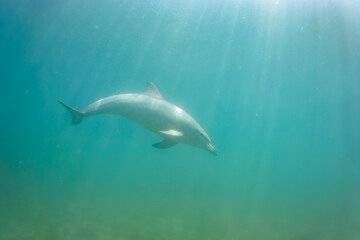 Obraz premium ドルフィンスイムで可愛いミナミハンドウイルカの群れが出迎えてくれた。白い子イルカもいる。 日本国石川県七尾市能登島 - 2017年5月5日。 北陸地方の石川県、能登半島の先端にある能登島（北緯37度07分、東経136度59分）は、ミナミハンドウイルカの地球上の北限の生息地として知られている。 Indian Ocean Bottlenose Dolphin (Tursiops aduncus) 