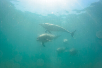 ドルフィンスイムで可愛いミナミハンドウイルカの群れが出迎えてくれた。白い子イルカもいる。
日本国石川県七尾市能登島 - 2017年5月5日。
北陸地方の石川県、能登半島の先端にある能登島（北緯37度07分、東経136度59分）は、ミナミハンドウイルカの地球上の北限の生息地として知られている。
Indian Ocean Bottlenose Dolphin (Tursiops aduncus)
