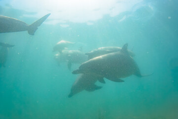 Fototapeta premium ドルフィンスイムで可愛いミナミハンドウイルカの群れが出迎えてくれた。白い子イルカもいる。 日本国石川県七尾市能登島 - 2017年5月5日。 北陸地方の石川県、能登半島の先端にある能登島（北緯37度07分、東経136度59分）は、ミナミハンドウイルカの地球上の北限の生息地として知られている。 Indian Ocean Bottlenose Dolphin (Tursiops aduncus) 