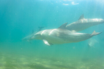 Obraz premium ドルフィンスイムで可愛いミナミハンドウイルカの群れが出迎えてくれた。白い子イルカもいる。 日本国石川県七尾市能登島 - 2017年5月5日。 北陸地方の石川県、能登半島の先端にある能登島（北緯37度07分、東経136度59分）は、ミナミハンドウイルカの地球上の北限の生息地として知られている。 Indian Ocean Bottlenose Dolphin (Tursiops aduncus) 