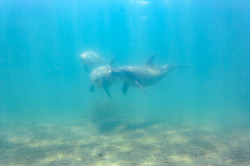 Obraz premium ドルフィンスイムで可愛いミナミハンドウイルカの群れが出迎えてくれた。白い子イルカもいる。 日本国石川県七尾市能登島 - 2017年5月5日。 北陸地方の石川県、能登半島の先端にある能登島（北緯37度07分、東経136度59分）は、ミナミハンドウイルカの地球上の北限の生息地として知られている。 Indian Ocean Bottlenose Dolphin (Tursiops aduncus) 