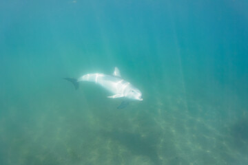 ドルフィンスイムで可愛いミナミハンドウイルカの群れが出迎えてくれた。白い子イルカもいる。
日本国石川県七尾市能登島 - 2017年5月5日。
北陸地方の石川県、能登半島の先端にある能登島（北緯37度07分、東経136度59分）は、ミナミハンドウイルカの地球上の北限の生息地として知られている。
Indian Ocean Bottlenose Dolphin (Tursiops aduncus)
