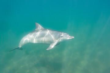 Fototapeta premium ドルフィンスイムで可愛いミナミハンドウイルカの群れが出迎えてくれた。白い子イルカもいる。 日本国石川県七尾市能登島 - 2017年5月5日。 北陸地方の石川県、能登半島の先端にある能登島（北緯37度07分、東経136度59分）は、ミナミハンドウイルカの地球上の北限の生息地として知られている。 Indian Ocean Bottlenose Dolphin (Tursiops aduncus) 