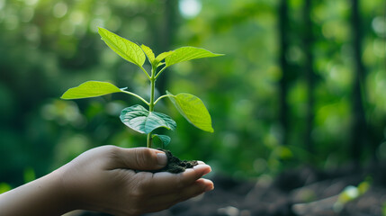 Human hand holding a plant growing on the ground, Preserving the environment and nature conservation.