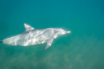 Naklejka premium ドルフィンスイムで可愛いミナミハンドウイルカの群れが出迎えてくれた。白い子イルカもいる。 日本国石川県七尾市能登島 - 2017年5月5日。 北陸地方の石川県、能登半島の先端にある能登島（北緯37度07分、東経136度59分）は、ミナミハンドウイルカの地球上の北限の生息地として知られている。 Indian Ocean Bottlenose Dolphin (Tursiops aduncus) 