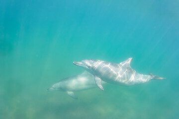 ドルフィンスイムで可愛いミナミハンドウイルカの群れが出迎えてくれた。白い子イルカもいる。
日本国石川県七尾市能登島 - 2017年5月5日。
北陸地方の石川県、能登半島の先端にある能登島（北緯37度07分、東経136度59分）は、ミナミハンドウイルカの地球上の北限の生息地として知られている。
Indian Ocean Bottlenose Dolphin (Tursiops aduncus)
