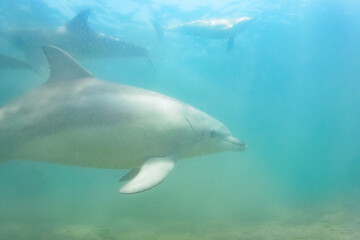 ドルフィンスイムで可愛いミナミハンドウイルカの群れが出迎えてくれた。白い子イルカもいる。
日本国石川県七尾市能登島 - 2017年5月5日。
北陸地方の石川県、能登半島の先端にある能登島（北緯37度07分、東経136度59分）は、ミナミハンドウイルカの地球上の北限の生息地として知られている。
Indian Ocean Bottlenose Dolphin (Tursiops aduncus)

