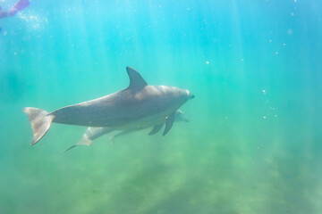 Fototapeta premium ドルフィンスイムで可愛いミナミハンドウイルカの群れが出迎えてくれた。白い子イルカもいる。 日本国石川県七尾市能登島 - 2017年5月5日。 北陸地方の石川県、能登半島の先端にある能登島（北緯37度07分、東経136度59分）は、ミナミハンドウイルカの地球上の北限の生息地として知られている。 Indian Ocean Bottlenose Dolphin (Tursiops aduncus) 