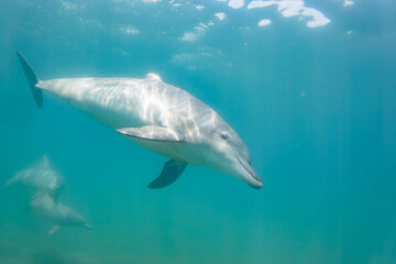 Fototapeta premium ドルフィンスイムで可愛いミナミハンドウイルカの群れが出迎えてくれた。白い子イルカもいる。 日本国石川県七尾市能登島 - 2017年5月5日。 北陸地方の石川県、能登半島の先端にある能登島（北緯37度07分、東経136度59分）は、ミナミハンドウイルカの地球上の北限の生息地として知られている。 Indian Ocean Bottlenose Dolphin (Tursiops aduncus) 