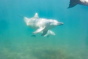 ドルフィンスイムで可愛いミナミハンドウイルカの群れが出迎えてくれた。白い子イルカもいる。
日本国石川県七尾市能登島 - 2017年5月5日。
北陸地方の石川県、能登半島の先端にある能登島（北緯37度07分、東経136度59分）は、ミナミハンドウイルカの地球上の北限の生息地として知られている。
Indian Ocean Bottlenose Dolphin (Tursiops aduncus)
