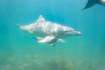 ドルフィンスイムで可愛いミナミハンドウイルカの群れが出迎えてくれた。白い子イルカもいる。
日本国石川県七尾市能登島 - 2017年5月5日。
北陸地方の石川県、能登半島の先端にある能登島（北緯37度07分、東経136度59分）は、ミナミハンドウイルカの地球上の北限の生息地として知られている。
Indian Ocean Bottlenose Dolphin (Tursiops aduncus)
