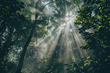Obraz premium Sunlight Breaking Through Dense Rainforest Canopy
