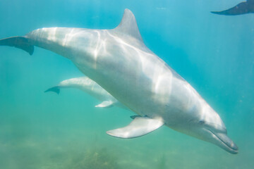 ドルフィンスイムで可愛いミナミハンドウイルカの群れが出迎えてくれた。白い子イルカもいる。
日本国石川県七尾市能登島 - 2017年5月5日。
北陸地方の石川県、能登半島の先端にある能登島（北緯37度07分、東経136度59分）は、ミナミハンドウイルカの地球上の北限の生息地として知られている。
Indian Ocean Bottlenose Dolphin (Tursiops aduncus)
