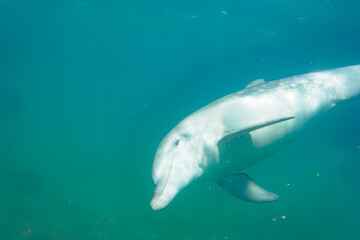 Fototapeta premium ドルフィンスイムで可愛いミナミハンドウイルカの群れが出迎えてくれた。白い子イルカもいる。 日本国石川県七尾市能登島 - 2017年5月5日。 北陸地方の石川県、能登半島の先端にある能登島（北緯37度07分、東経136度59分）は、ミナミハンドウイルカの地球上の北限の生息地として知られている。 Indian Ocean Bottlenose Dolphin (Tursiops aduncus) 