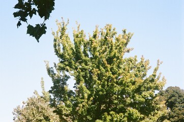 Tree against sky