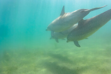 Fototapeta premium ドルフィンスイムで可愛いミナミハンドウイルカの群れが出迎えてくれた。白い子イルカもいる。 日本国石川県七尾市能登島 - 2017年5月5日。 北陸地方の石川県、能登半島の先端にある能登島（北緯37度07分、東経136度59分）は、ミナミハンドウイルカの地球上の北限の生息地として知られている。 Indian Ocean Bottlenose Dolphin (Tursiops aduncus) 