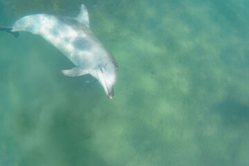 Fototapeta premium ドルフィンスイムで可愛いミナミハンドウイルカの群れが出迎えてくれた。白い子イルカもいる。 日本国石川県七尾市能登島 - 2017年5月5日。 北陸地方の石川県、能登半島の先端にある能登島（北緯37度07分、東経136度59分）は、ミナミハンドウイルカの地球上の北限の生息地として知られている。 Indian Ocean Bottlenose Dolphin (Tursiops aduncus) 