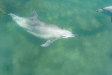 ドルフィンスイムで可愛いミナミハンドウイルカの群れが出迎えてくれた。白い子イルカもいる。
日本国石川県七尾市能登島 - 2017年5月5日。
北陸地方の石川県、能登半島の先端にある能登島（北緯37度07分、東経136度59分）は、ミナミハンドウイルカの地球上の北限の生息地として知られている。
Indian Ocean Bottlenose Dolphin (Tursiops aduncus)
