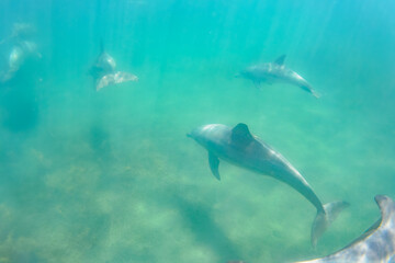 Obraz premium ドルフィンスイムで可愛いミナミハンドウイルカの群れが出迎えてくれた。白い子イルカもいる。 日本国石川県七尾市能登島 - 2017年5月5日。 北陸地方の石川県、能登半島の先端にある能登島（北緯37度07分、東経136度59分）は、ミナミハンドウイルカの地球上の北限の生息地として知られている。 Indian Ocean Bottlenose Dolphin (Tursiops aduncus) 