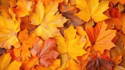 Fototapeta premium Autumnal Maple Leaves Close Up