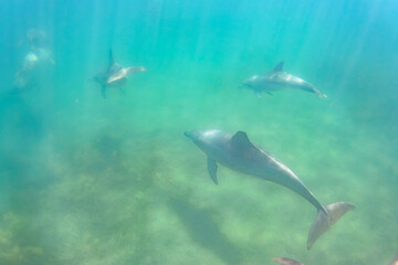 ドルフィンスイムで可愛いミナミハンドウイルカの群れが出迎えてくれた。白い子イルカもいる。
日本国石川県七尾市能登島 - 2017年5月5日。
北陸地方の石川県、能登半島の先端にある能登島（北緯37度07分、東経136度59分）は、ミナミハンドウイルカの地球上の北限の生息地として知られている。
Indian Ocean Bottlenose Dolphin (Tursiops aduncus)
